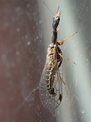 Raphidia