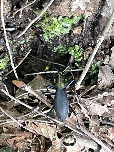 Carabus blaptoides rugipennis