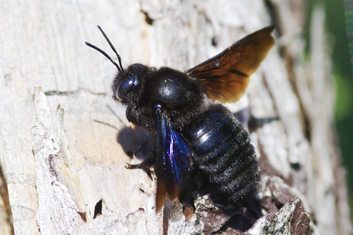 Splay-footed Carpenter