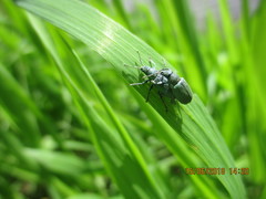 Phyllobius thalassinus