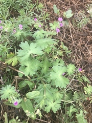 Geranium molle