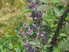 Nepeta caerulea