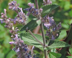 Nepeta caerulea