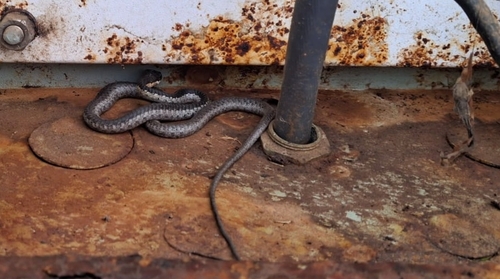 Common Boomslang