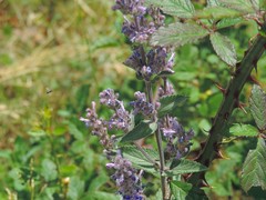 Nepeta caerulea
