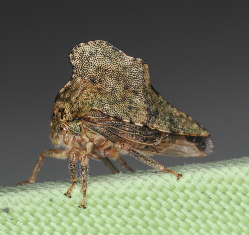 Heliria cristata photo 3