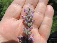 Nepeta caerulea