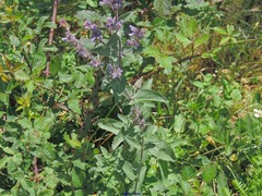 Nepeta latifolia