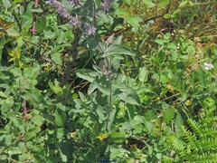 Nepeta latifolia