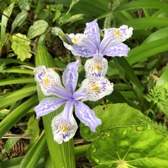 Iris formosana