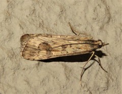 Nomophila noctuella