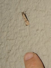Nomophila noctuella
