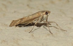 Nomophila noctuella