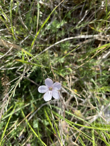 Narrow-leaved Flax