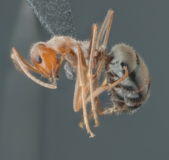 Endiodioctes