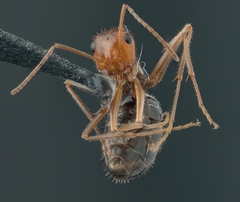 Endiodioctes