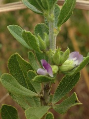 Psoralea polysticta