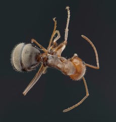 Endiodioctes