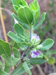 Psoralea polysticta