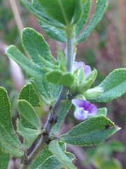Psoralea polysticta