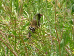 Chloris sinica