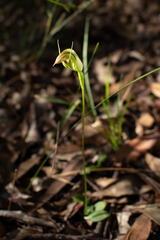 Pterostylis acuminata