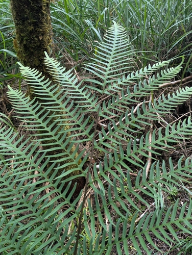 Pteris terminalis observed 2026-06-06