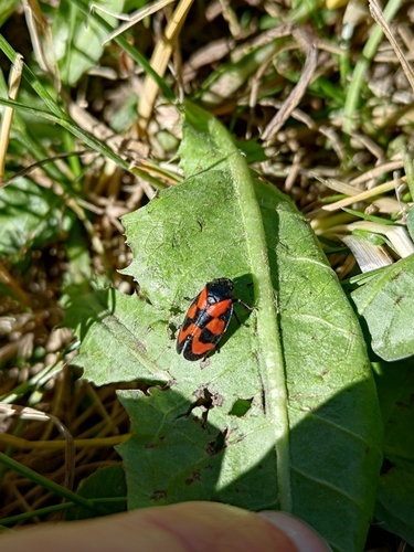 Common Froghopper