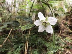 Rubus cardotii