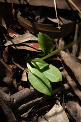 Pterostylis acuminata