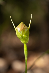 Pterostylis acuminata