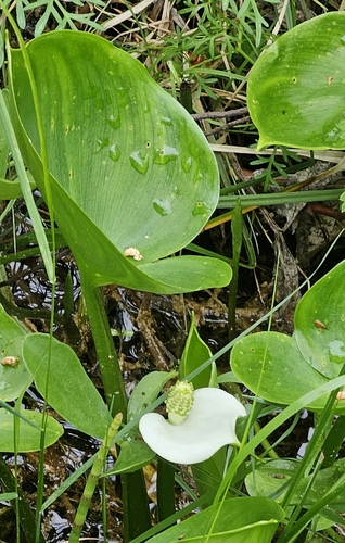 marsh calla