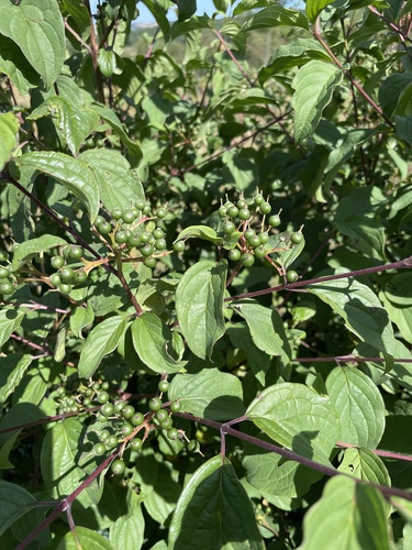 common dogwood