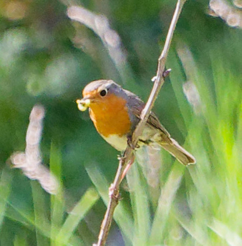 European Robin