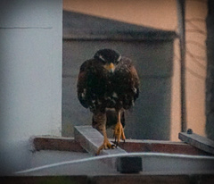 Parabuteo unicinctus