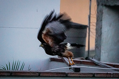 Parabuteo unicinctus