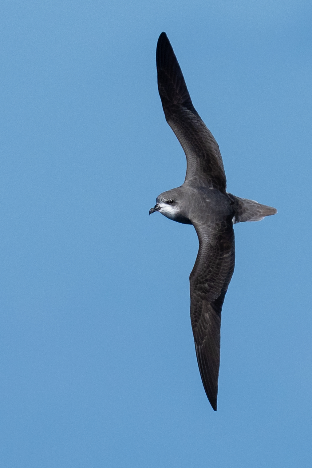 Zino's Petrel (Pterodroma madeira), photo 8