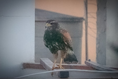 Parabuteo unicinctus