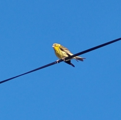 European Serin
