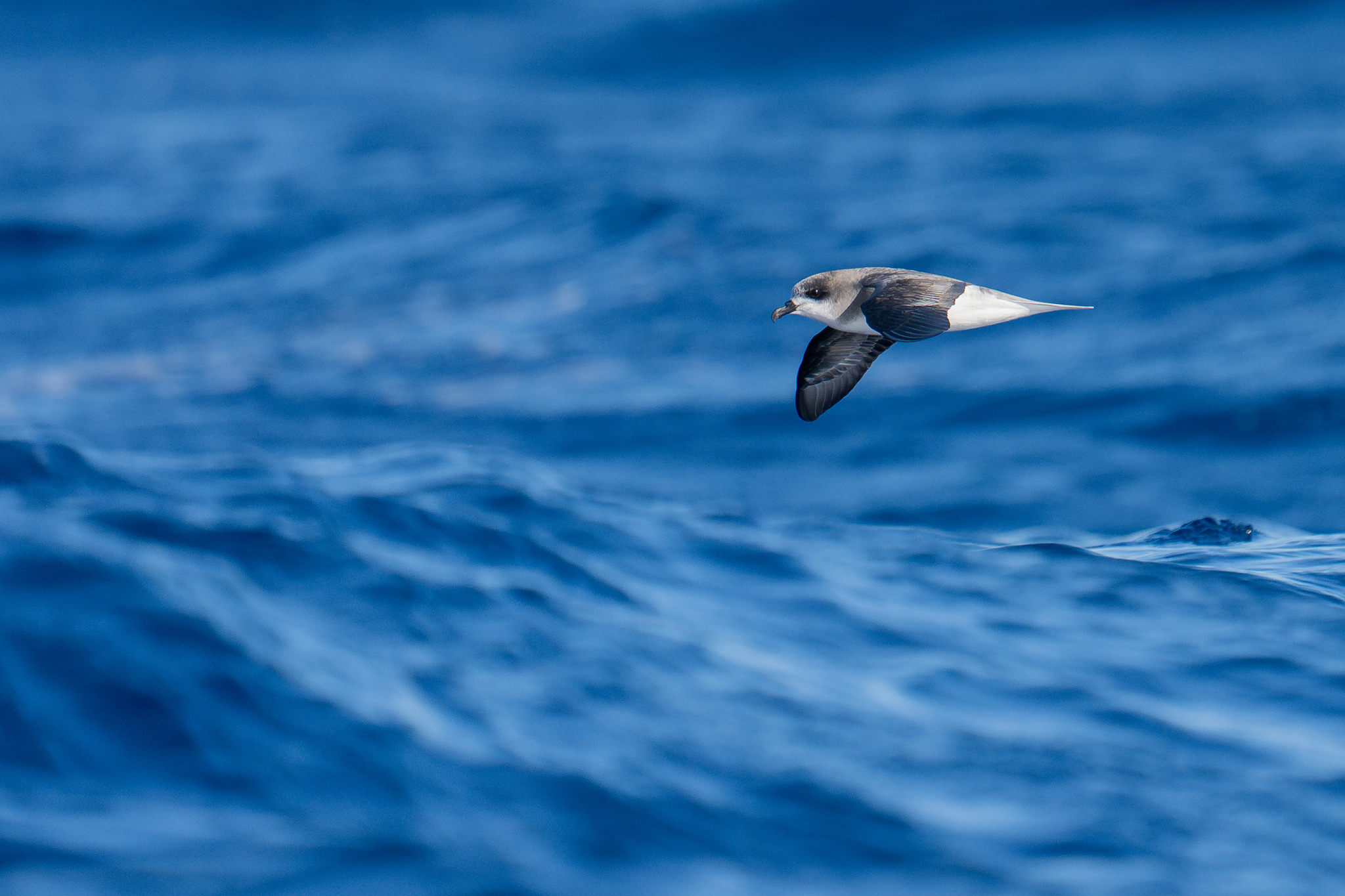 Zino's Petrel (Pterodroma madeira), photo 9