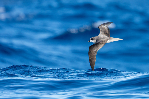 Zino's Petrel (Pterodroma madeira), photo 10