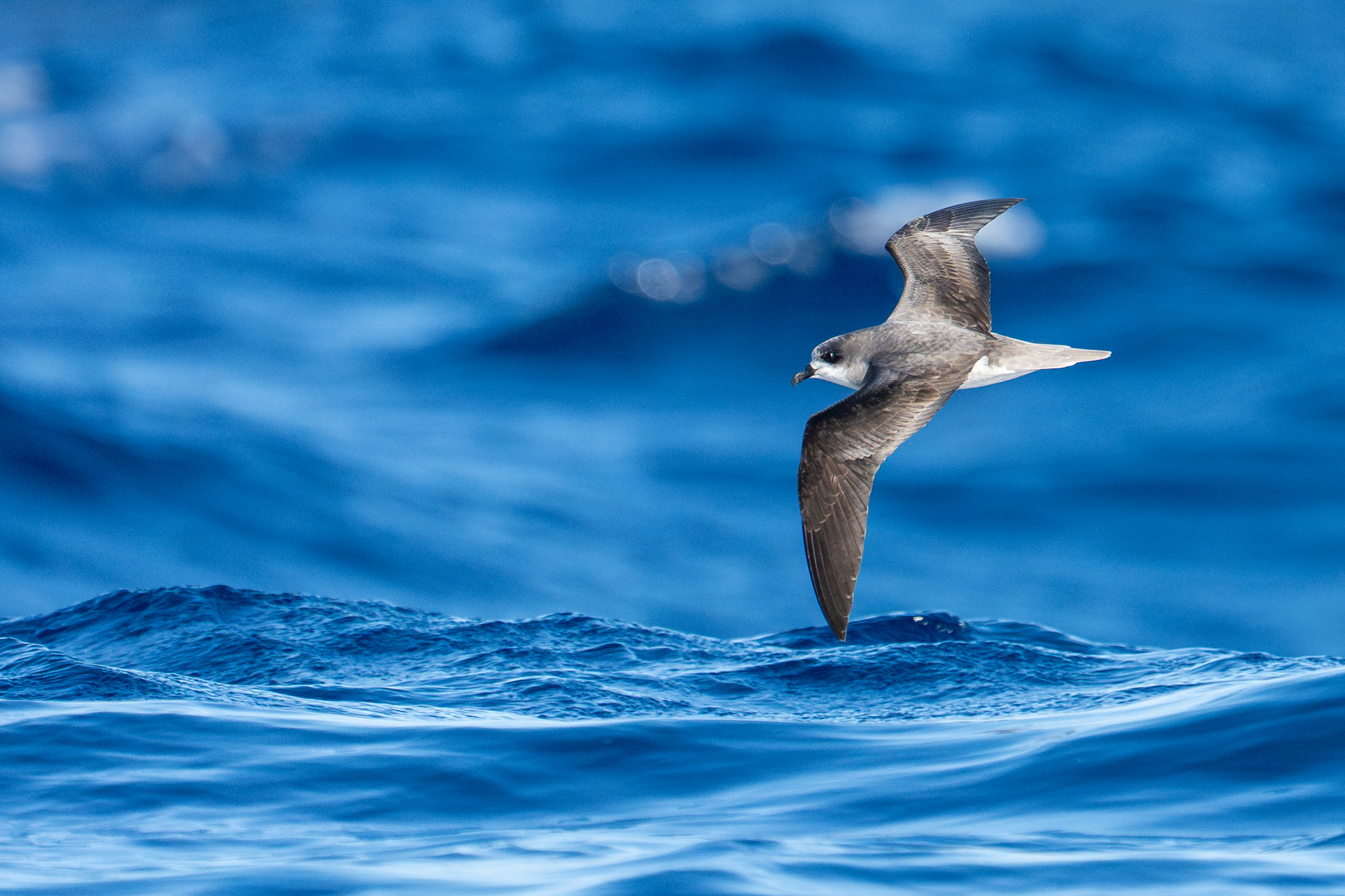 Zino's Petrel (Pterodroma madeira), photo 10