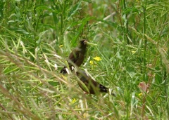 Chloris sinica