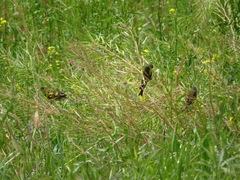 Chloris sinica