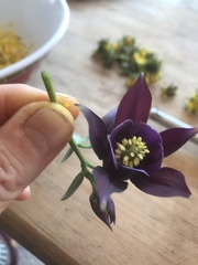 Aquilegia vulgaris