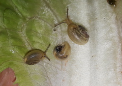 Monacha obstructa