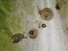 Monacha obstructa