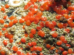 Metandrocarpa taylori