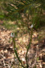 Epacris pulchella