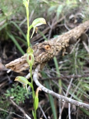 Pterostylis longifolia